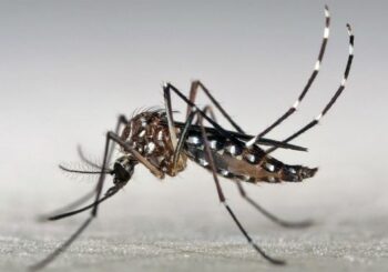 Realizarán nueva fumigación aérea en Miami contra el zika