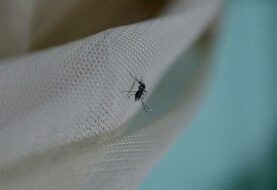 Miami considerará el uso del mosquito transgénico para combatir el zika