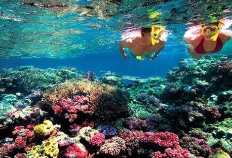 La fertilidad de los corales de la Gran Barrera afectada por el blanqueo