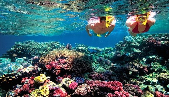 La fertilidad de los corales de la Gran Barrera afectada por el blanqueo