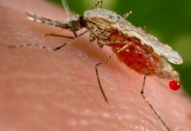 Autoridades sanitarias EEUU confirman primer caso de zika trasmitido en Texas