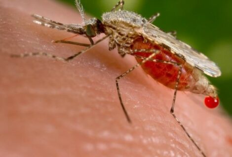 Autoridades sanitarias EEUU confirman primer caso de zika trasmitido en Texas