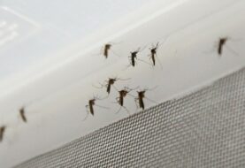 Test rápido brasileño que detecta zika, dengue y chikunguña recibe registro