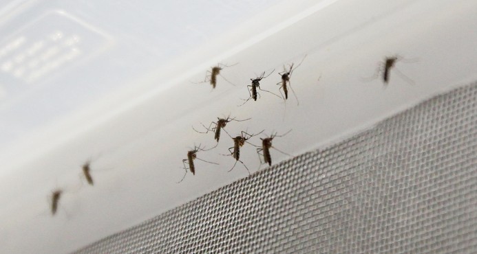 Test rápido brasileño que detecta zika, dengue y chikunguña recibe registro