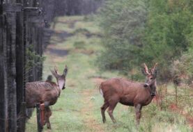 Reintroducen en Chile a ciervo emblemático en peligro de extinción