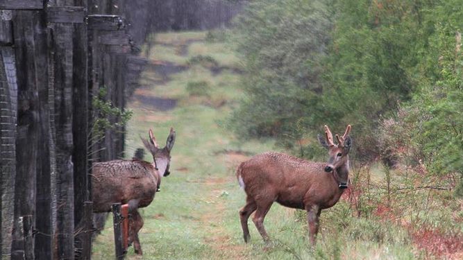 Reintroducen en Chile a ciervo emblemático en peligro de extinción