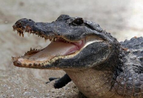 Permiten a mujer convivir con cocodrilo en Florida