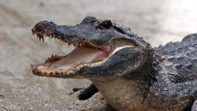 Permiten a mujer convivir con cocodrilo en Florida