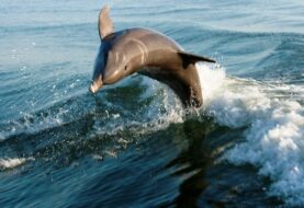 Hallan alta concentración de mercurio en delfines de costas de los Eveglades