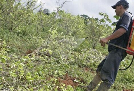 Aprueban en Colombia uso del glifosato para la fumigación terrestre de coca