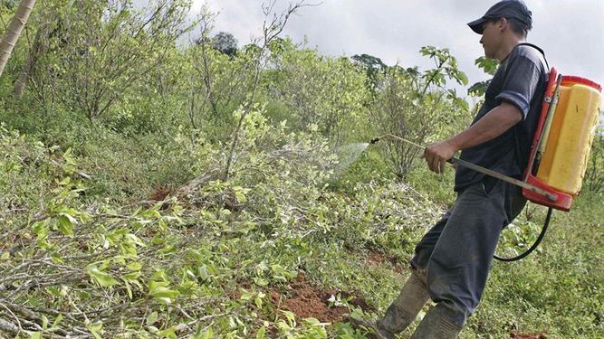 Aprueban en Colombia uso del glifosato para la fumigación terrestre de coca