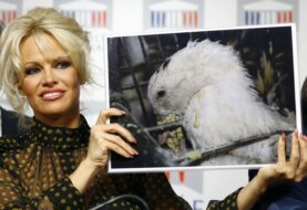 Pamela Anderson invitada al Kremlin por su defensa de los animales