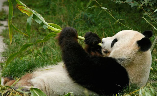 Muere Long Hui, el oso panda padre de los gemelos nacidos en agosto