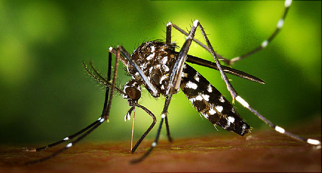 Respuestas a las dudas científicas sobre el zika tardarán años, según la OMS