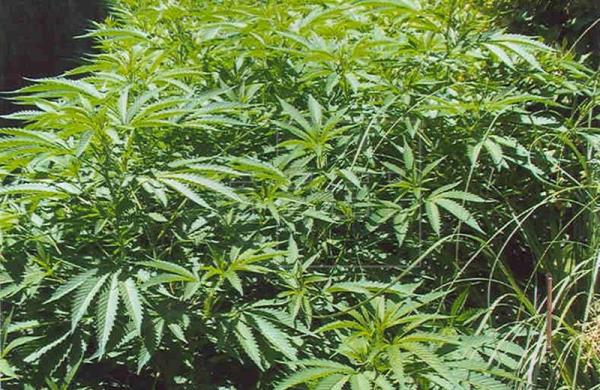 Este martes entra en vigor legalización de la marihuana medicinal en Florida