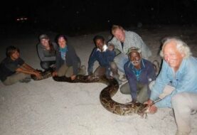 Cazadores de serpientes de la India limpian de pitones los Everglades