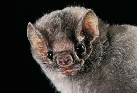 El Diphylla, el murciélago vampiro brasileño que prefiere la sangre humana