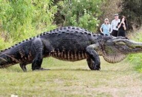 Video de un enorme cocodrilo cruzando un sendero en EE.UU. se vuelve viral