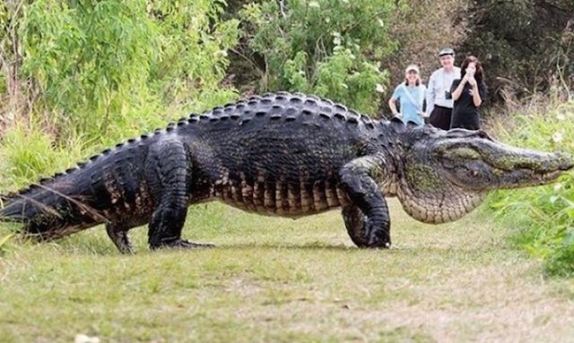 Video de un enorme cocodrilo cruzando un sendero en EE.UU. se vuelve viral