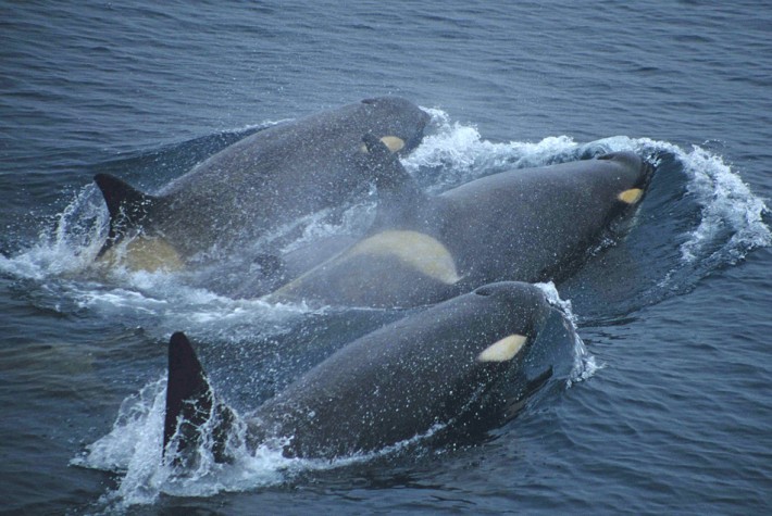 Aparecen muertas al menos 81 orcas negras en la costa sur de Florida (EE.UU.)