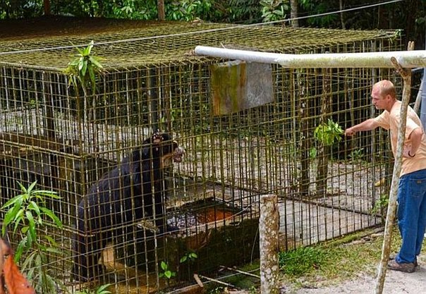 Liberan a oso de anteojos en área natural de Amazonía peruana