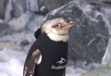 Pingüino de SeaWorld recupera plumaje tras vestir un traje térmico