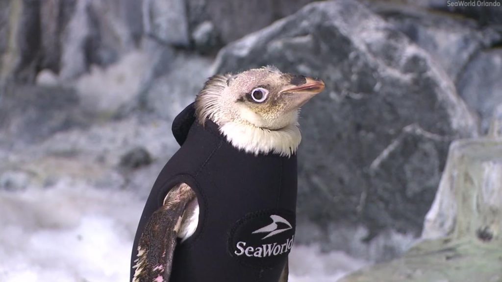 Pingüino de SeaWorld recupera plumaje tras vestir un traje térmico