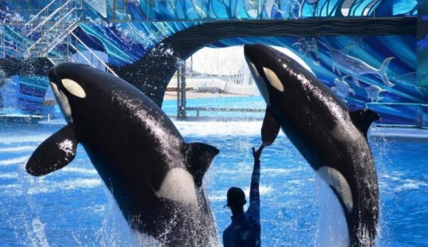 SeaWorld refuerza cambio de estrategia con nueva montaña rusa y menos orcas