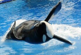 Muere Tilikum, la orca asesina de SeaWorld que protagonizó "Blackfish"