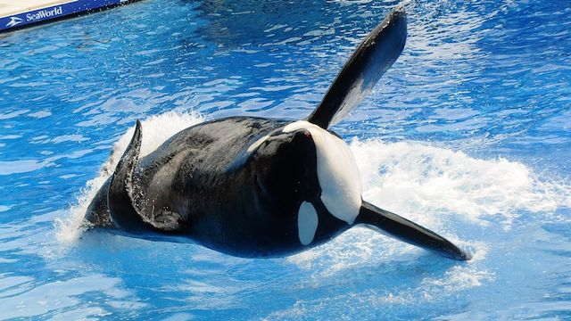 Muere Tilikum, la orca asesina de SeaWorld que protagonizó «Blackfish»