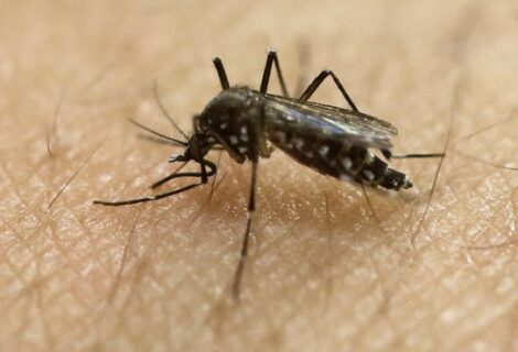 Estado de Florida reporta tres nuevos casos autóctonos de zika
