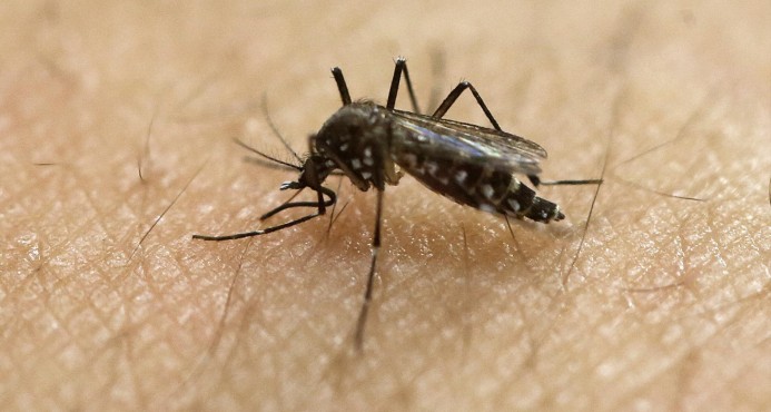 Estado de Florida reporta tres nuevos casos autóctonos de zika