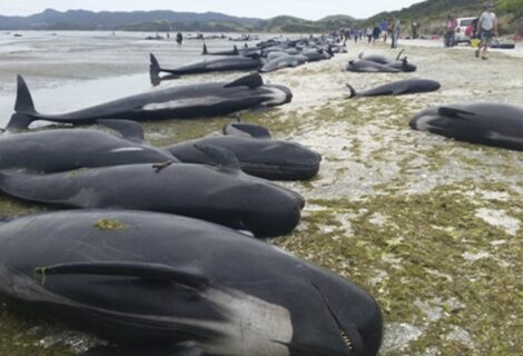 Teme la explosión de centenares de cadáveres de ballenas en Nueva Zelanda