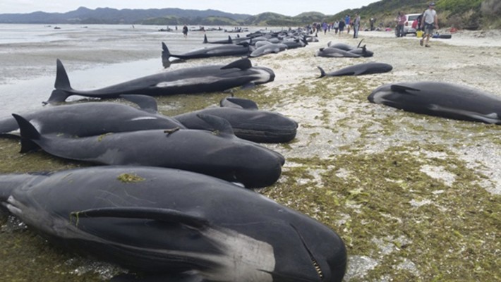 Teme la explosión de centenares de cadáveres de ballenas en Nueva Zelanda