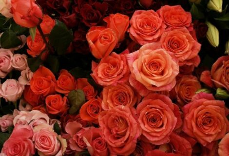 Millones de flores inundan Miami para San Valentín
