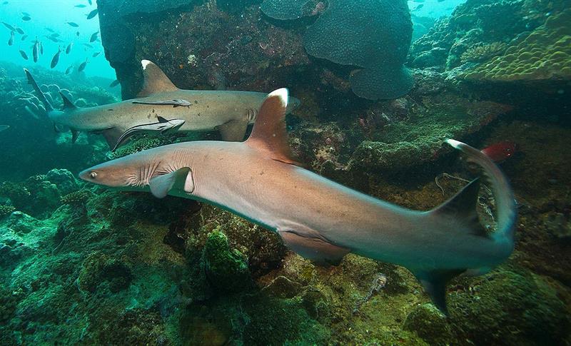 México rastrea tiburones vía acústica y satelital para conservar ecosistemas