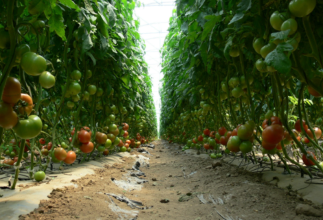 México busca nuevo acuerdo para la exportación de tomate a Estados Unidos