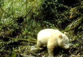Aparece por primera vez un panda albino en China