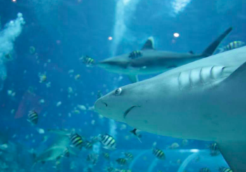 Playas de Florida registran dos ataques de tiburón con una hora de diferencia