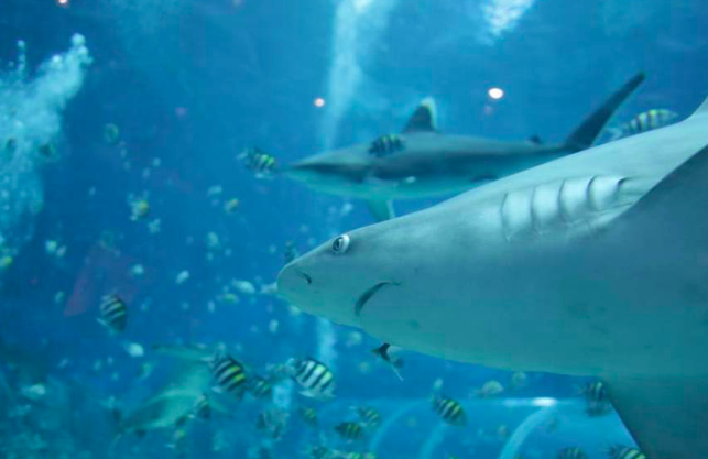 Playas de Florida registran dos ataques de tiburón con una hora de diferencia