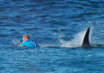 Nuevo ataque de tiburón en una playa de Florida, el tercero en 72 horas