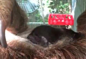 El primer oso perezoso nacido en el Zoo de Miami crece satisfactoriamente