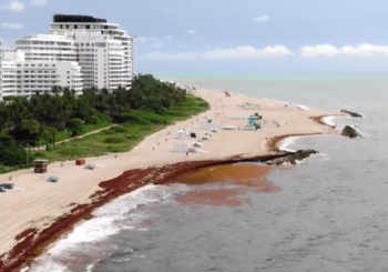 Comienza limpieza de alga del sargazo en playas turísticas de Miami Beach