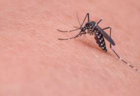 Llaman a tomar precauciones tras dos nuevos casos de dengue local en Florida