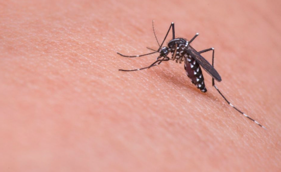 Llaman a tomar precauciones tras dos nuevos casos de dengue local en Florida
