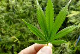 Campaña para legalizar marihuana en Florida logra 100.000 firmas en 20 días