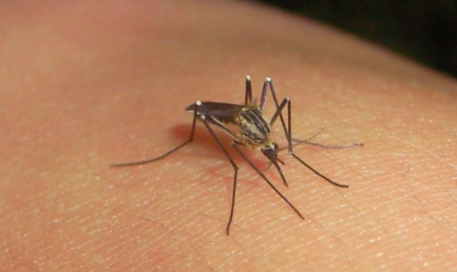 Casos de dengue local en Florida siguen aumentando lentamente