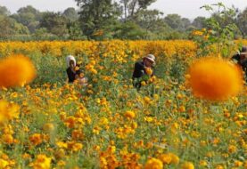 México dice tener garantizado abastecimiento de flores para el Día de Muertos