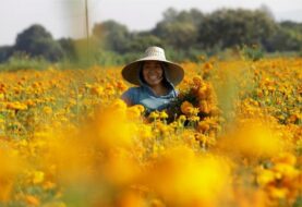 Cempasúchil: el negocio de una flor que simboliza el Día de Muertos