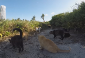 Miami, a la caza del gato callejero